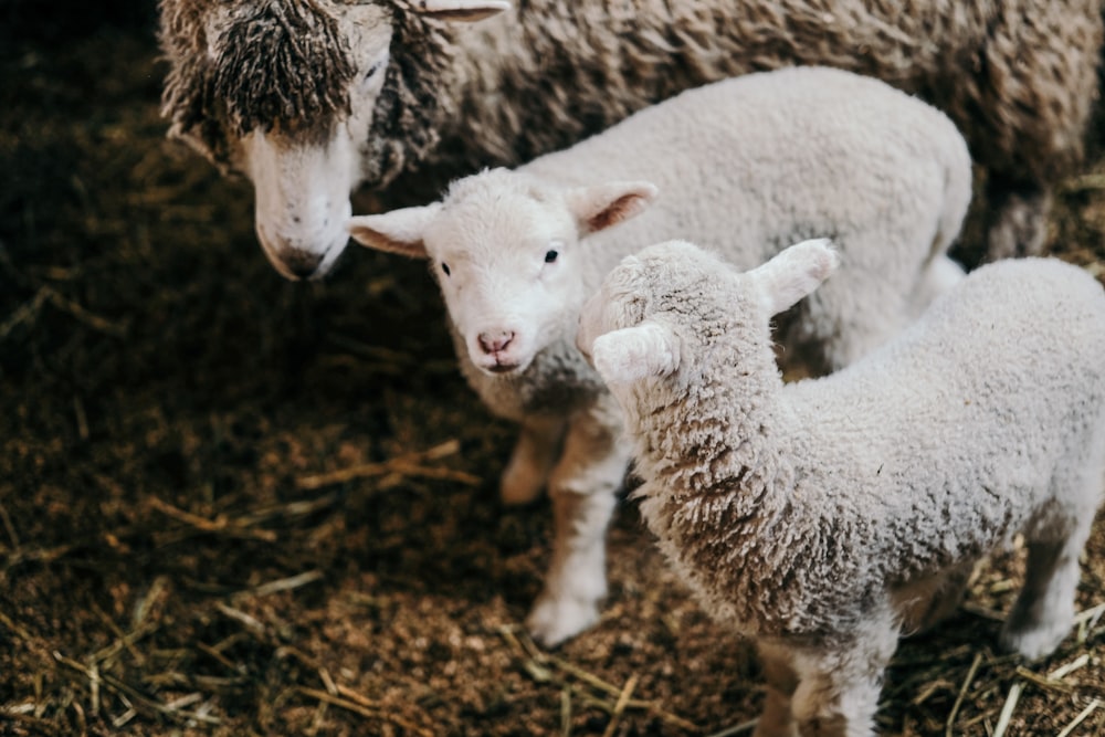 two gray lambs
