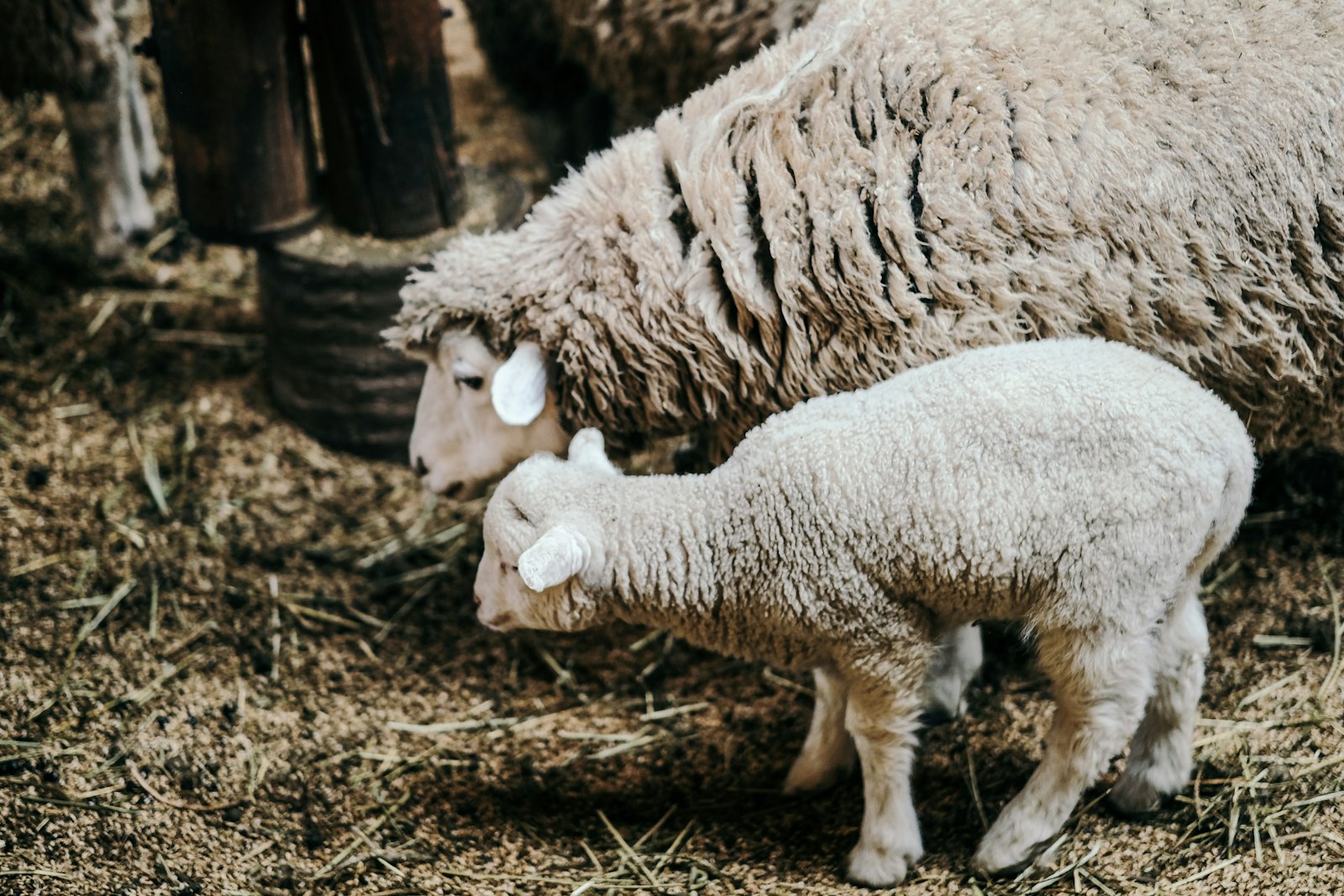 Fujifilm X-T2 + Fujifilm XF 56mm F1.2 R APD sample photo. Sheep beside lamb photography