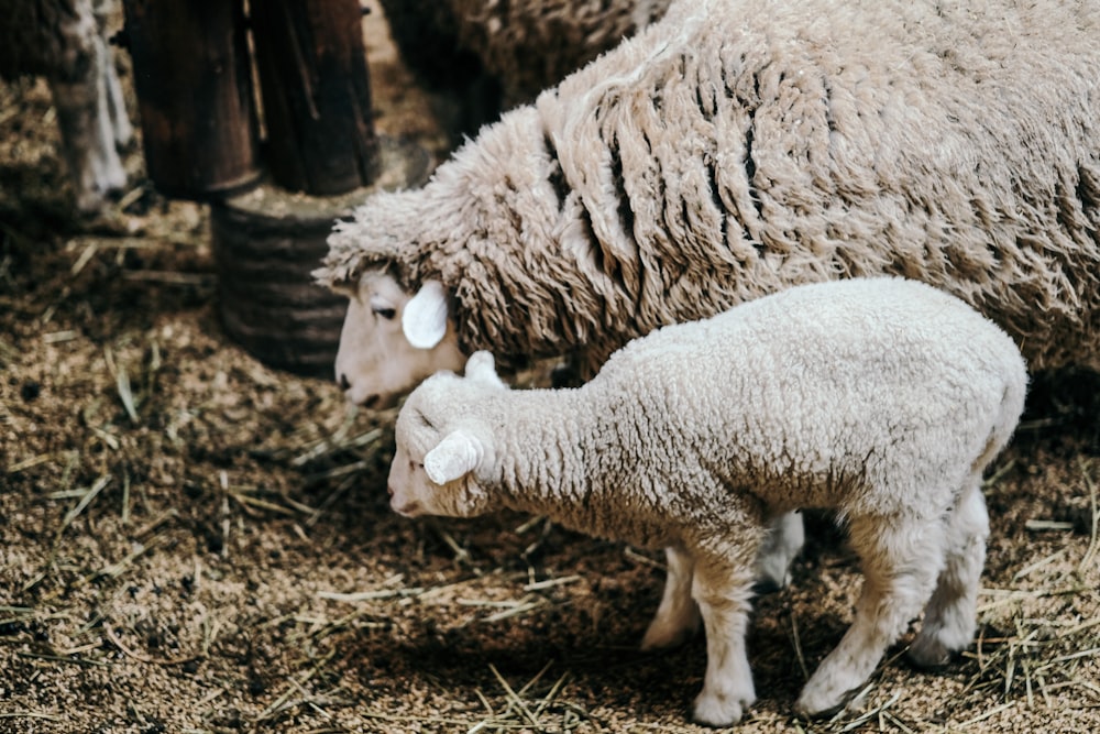 sheep beside lamb