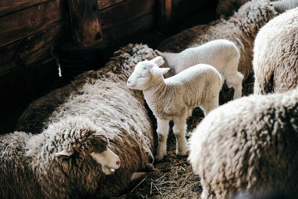 two lambs between sheeps