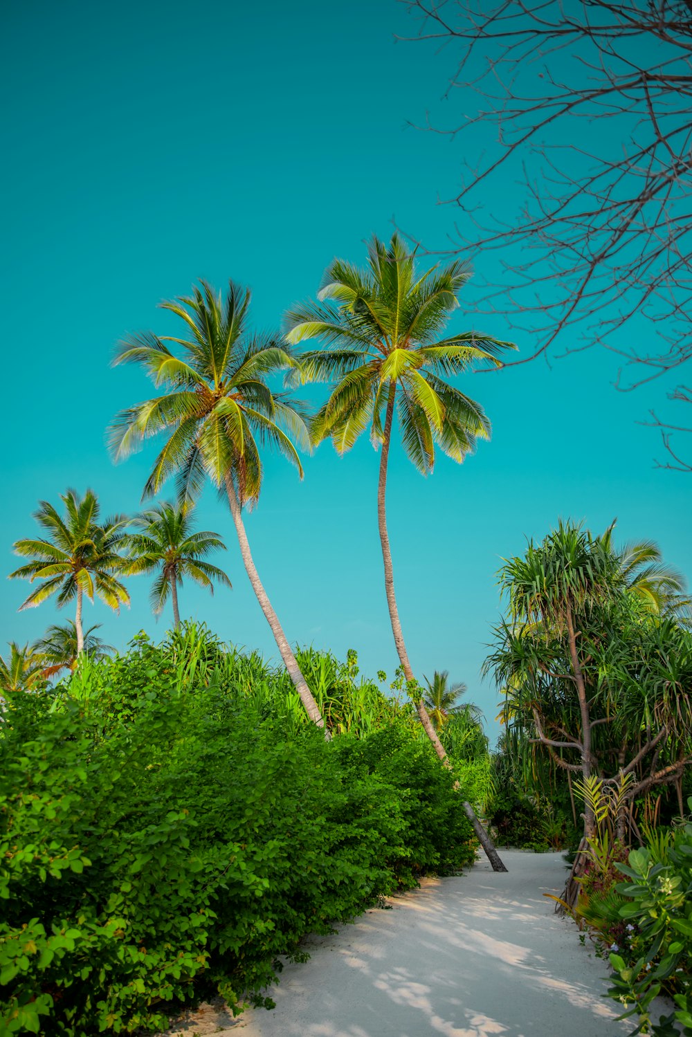 road surrounded by trees and plants