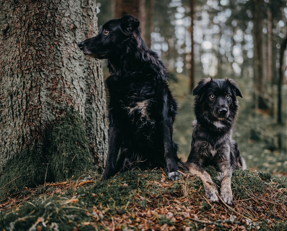 zwei schwarze Hunde sitzen neben einem Baum