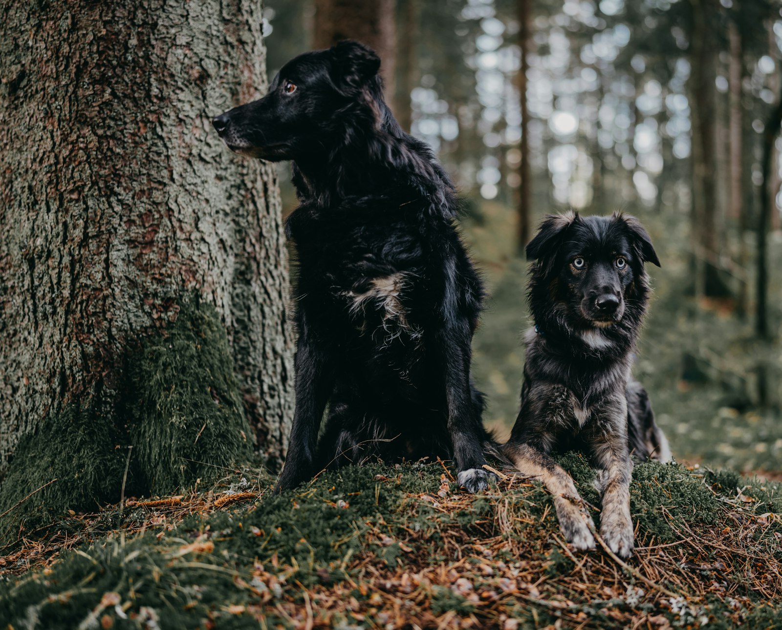 Sony a7R III + Sigma 35mm F1.2 DG DN Art sample photo. Two black dogs sitting photography