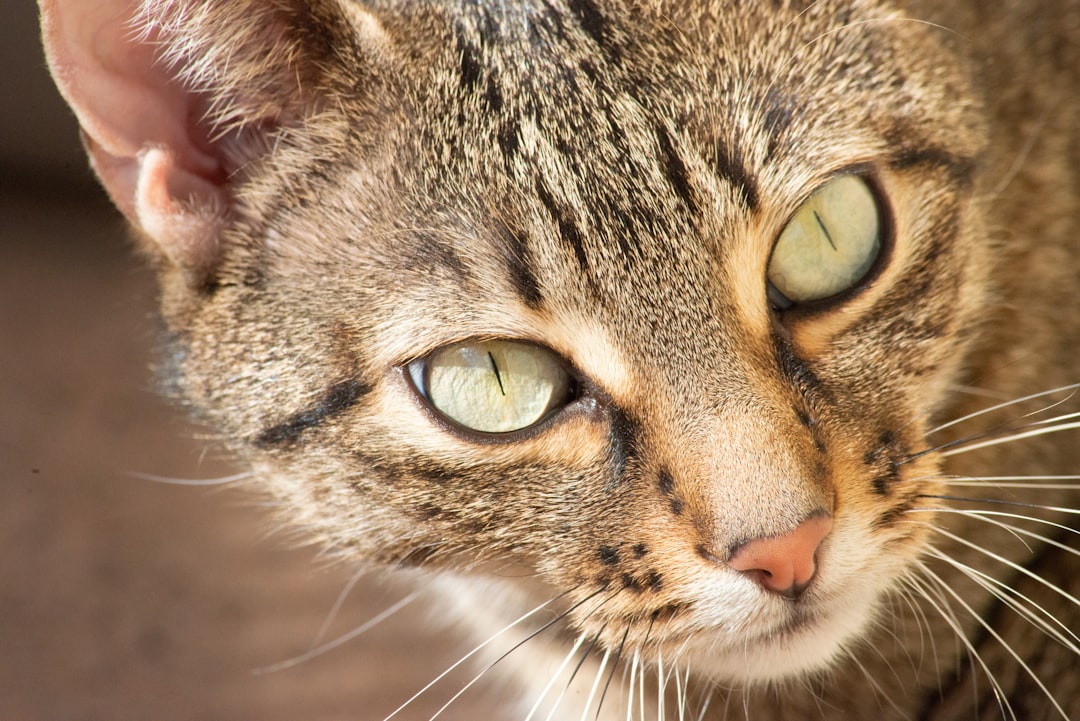macro photography of brown tabby cat