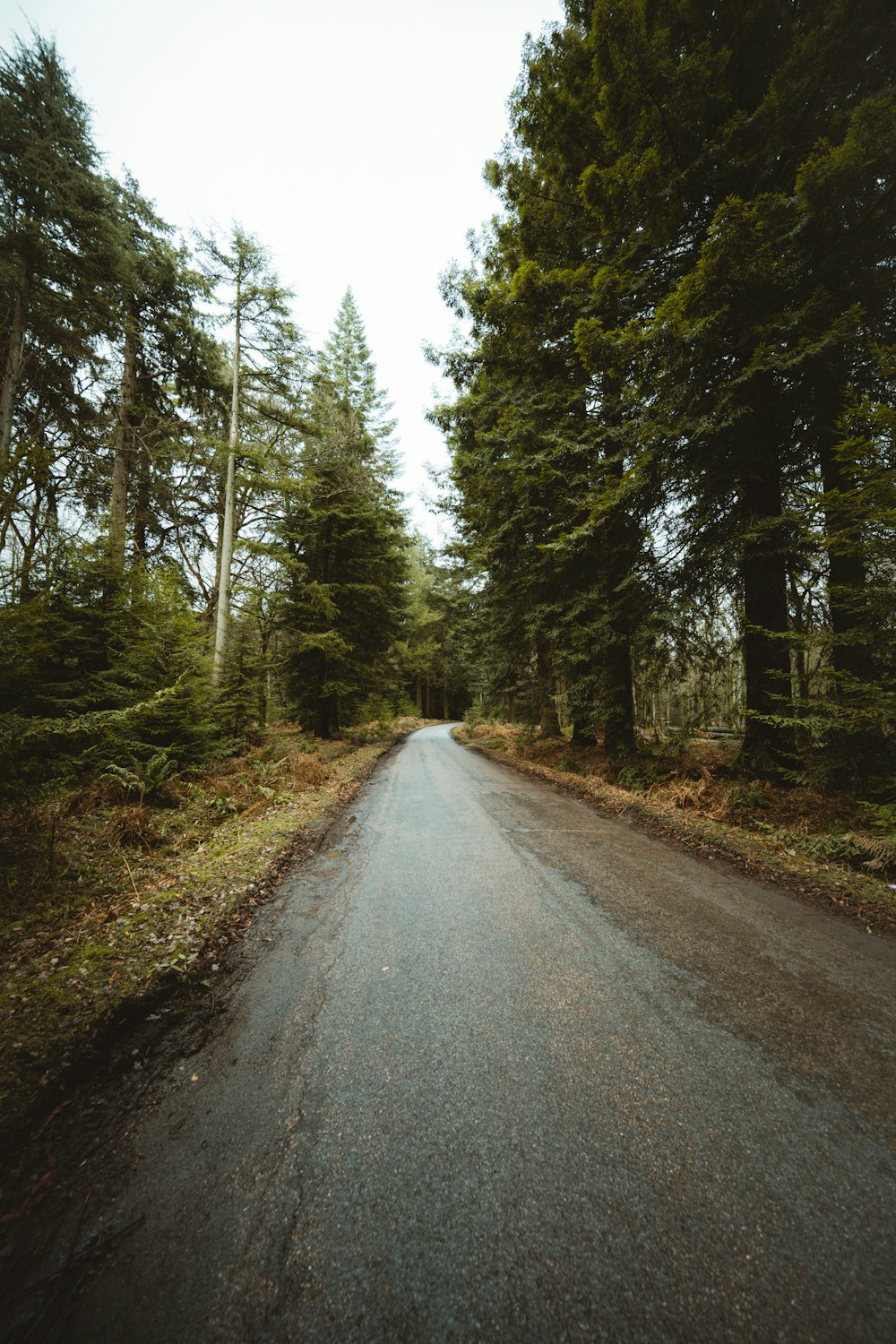 dirt road between trees during day