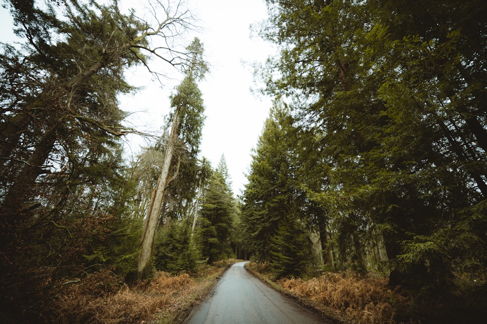 a road in the middle of a forest with tall trees