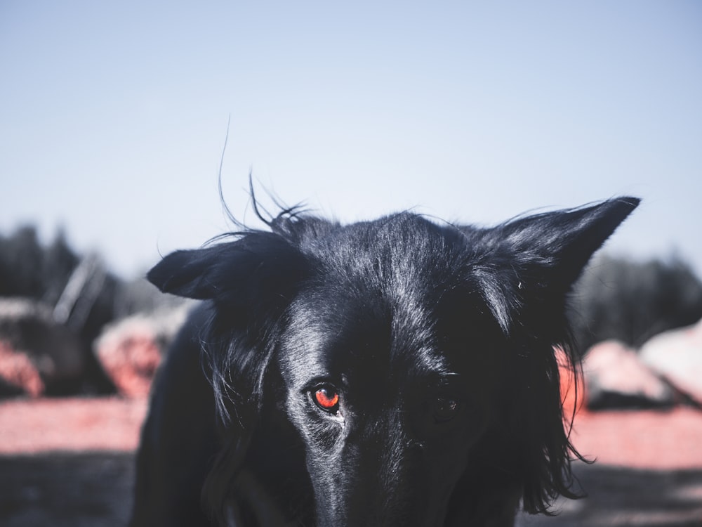 cão preto olhando para a câmera durante o dia