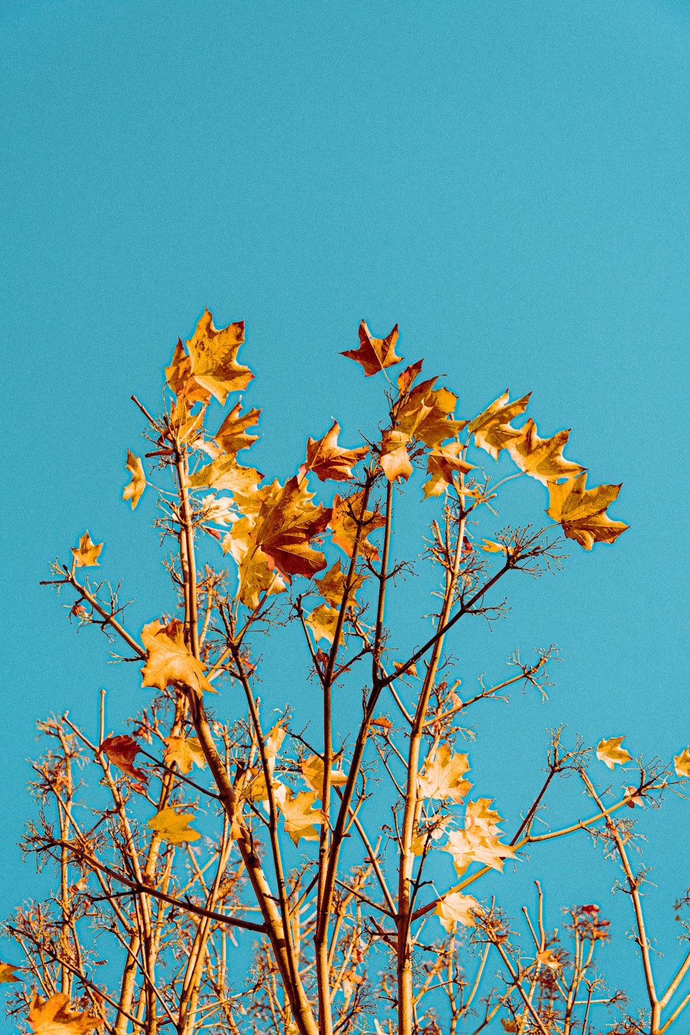 茶色の葉の木