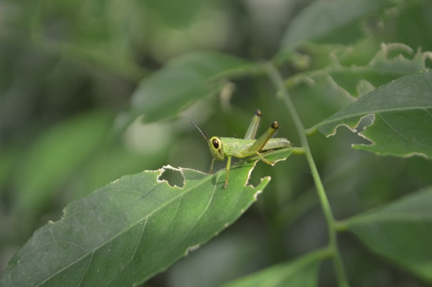 A vibrant green grasshopper sits on a partially eaten leaf, surrounded by a blurred green background of foliage. The grasshopper's details, such as its antennae and legs, are clearly visible.