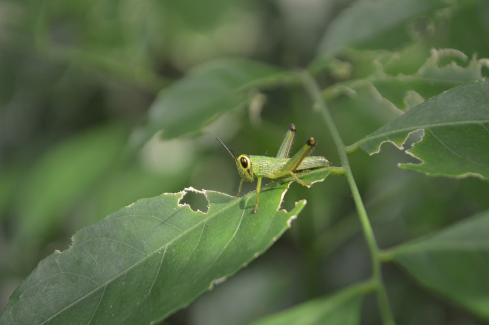 낮 동안 녹색 잎에 메뚜기의 매크로 사진