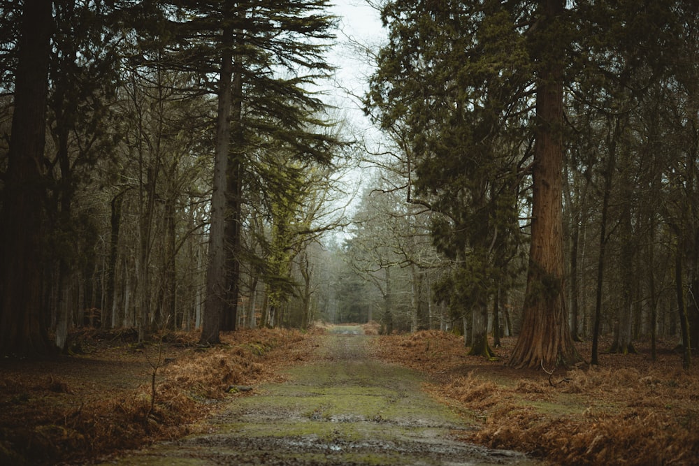 caminho cercado de árvores