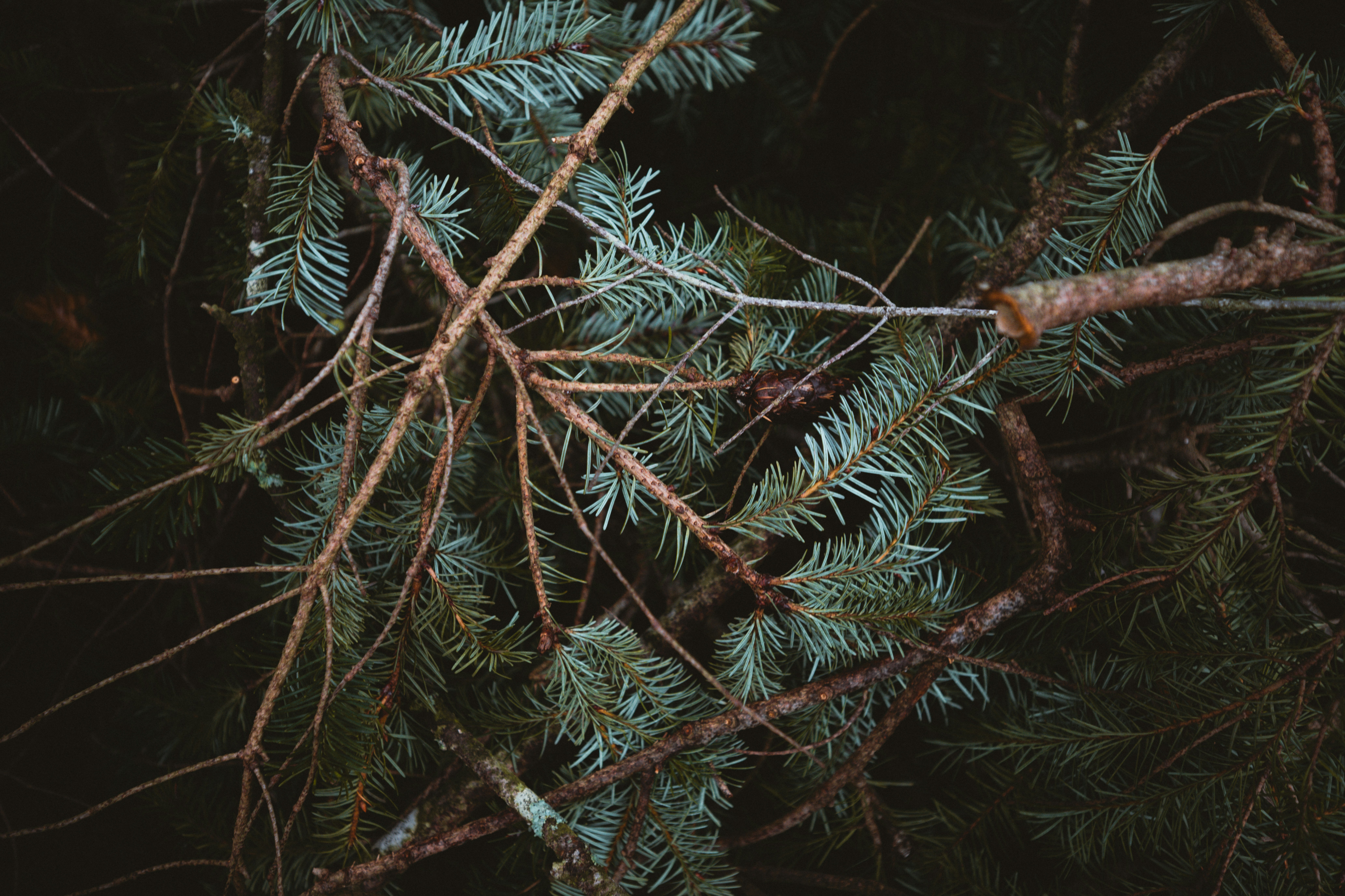 Photo by anniespratt