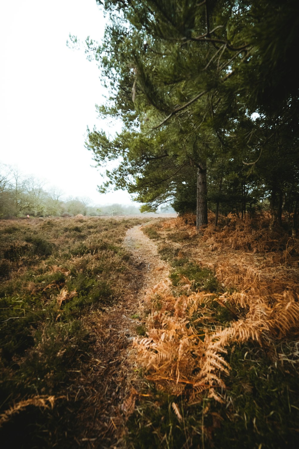 dirt road between trees