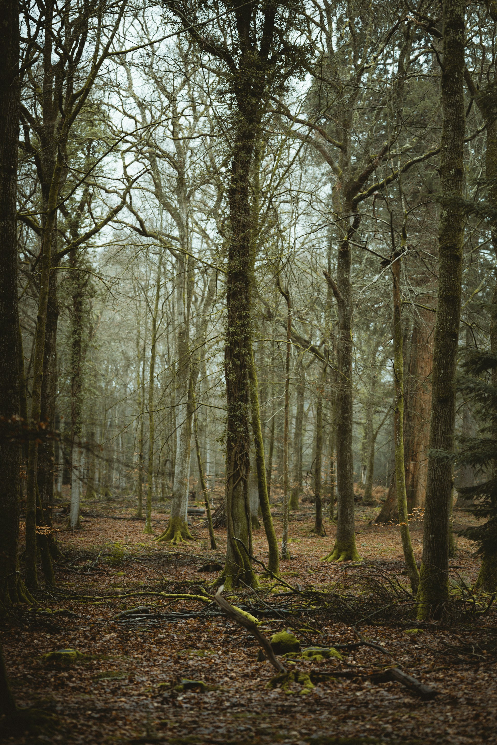 A mystical forest with towering trees and soft, glowing lights filtering through the leaves.