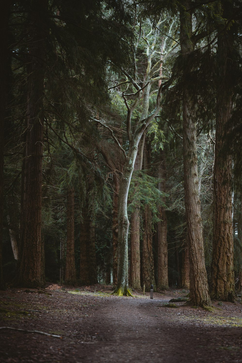 trees during day