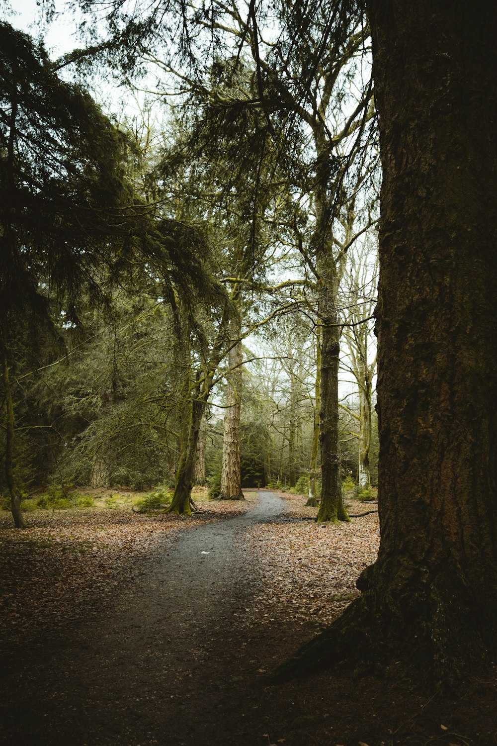 chemin de terre entre les arbres