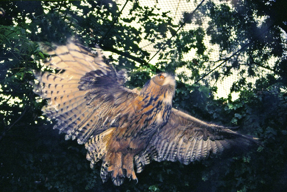 flying brown and gray bird under trees