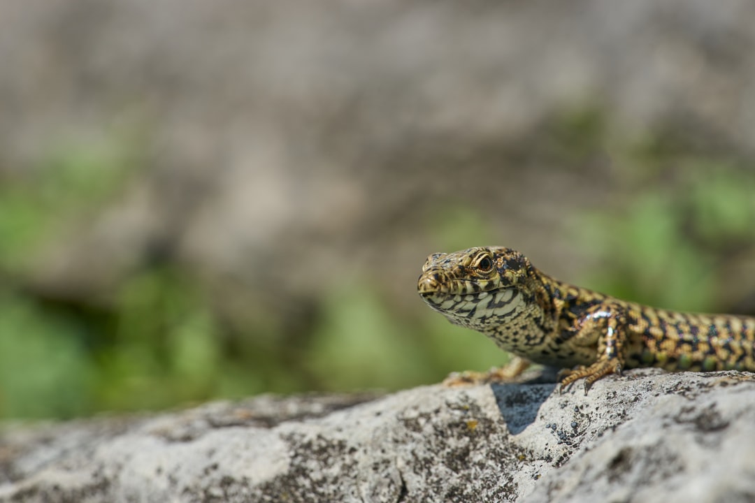 lizard monitor on rock