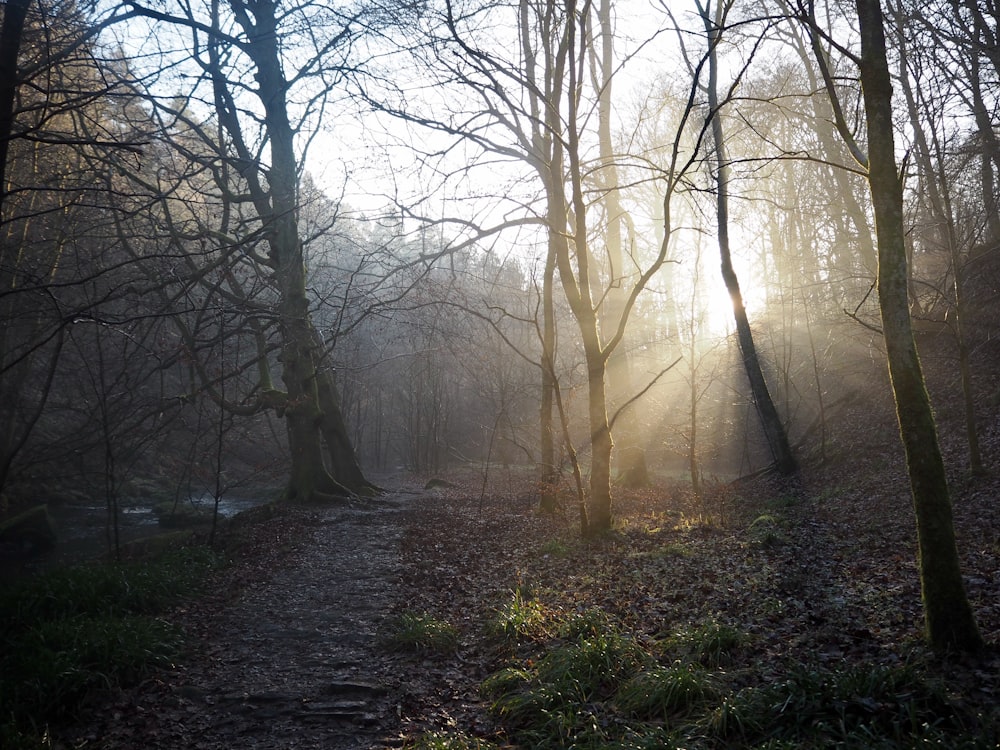 sun rays coming through forest and road