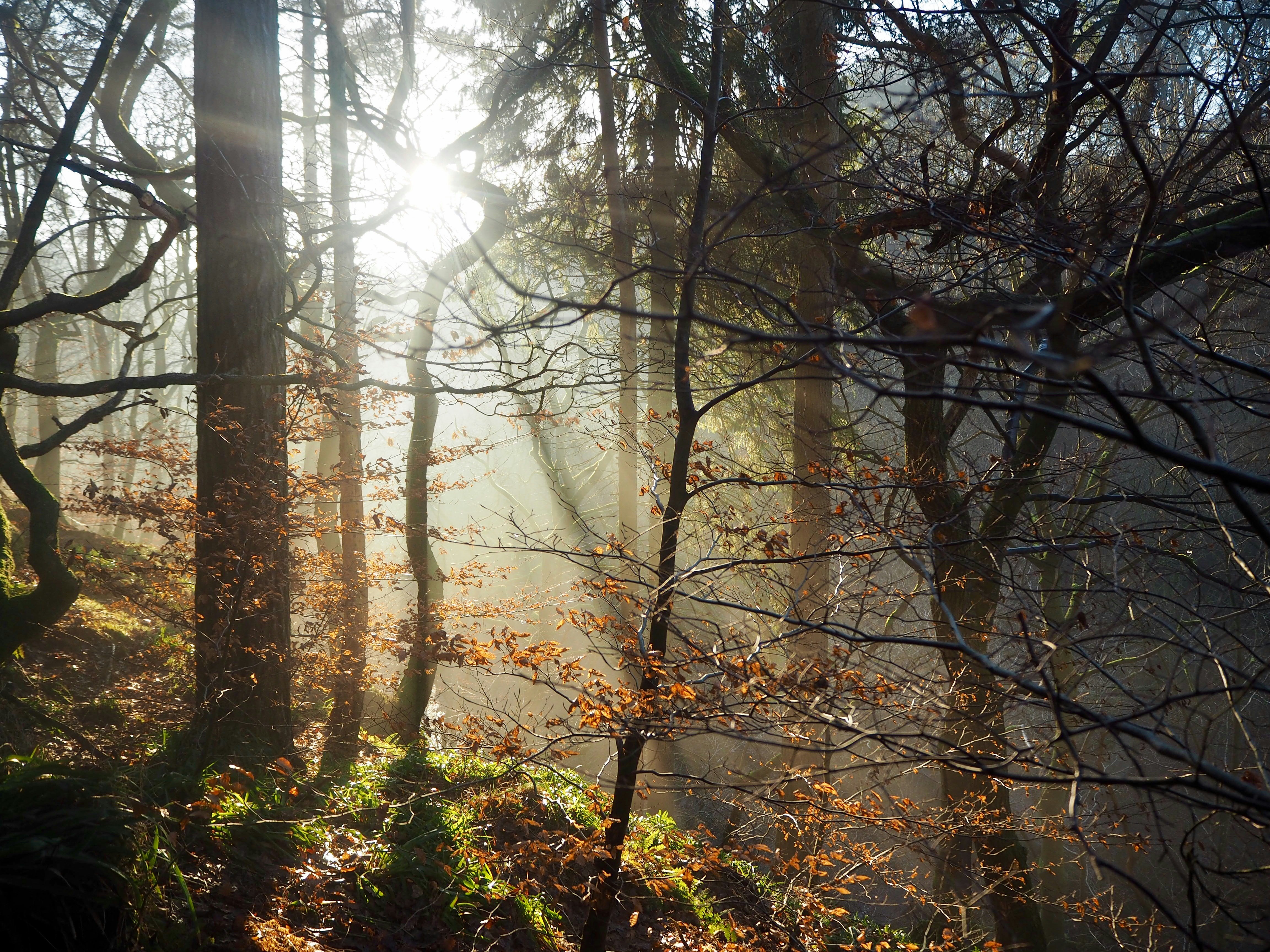 Photo by psdickenson