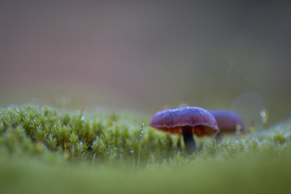 mushrooms in grass field