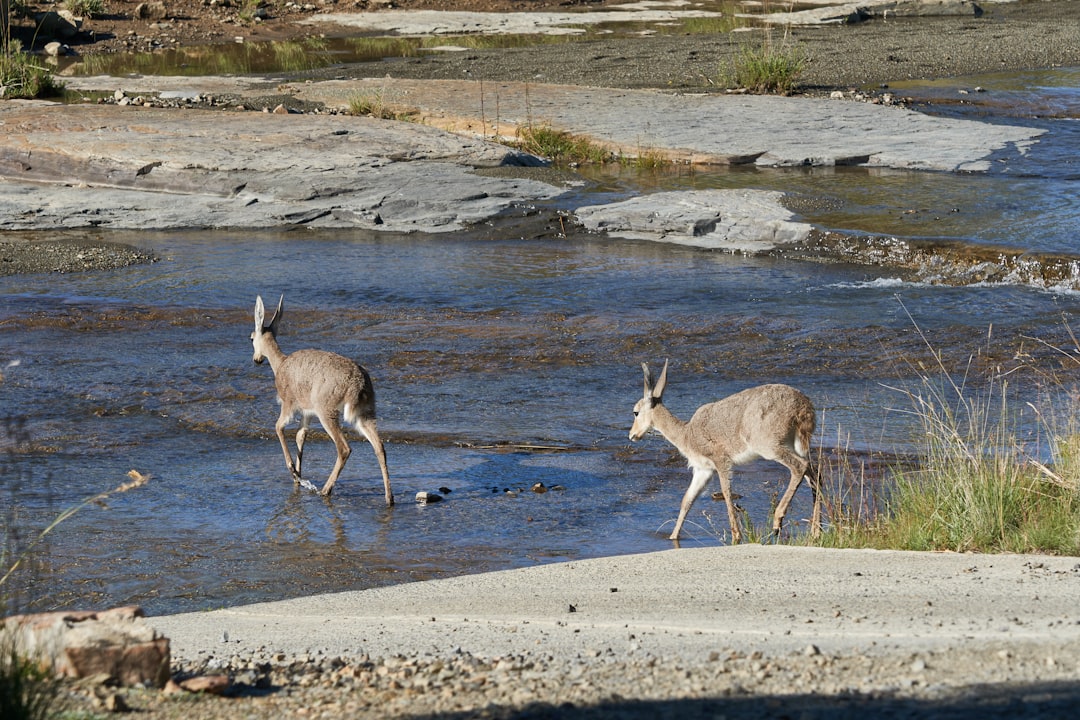 two brown deer crossing river
