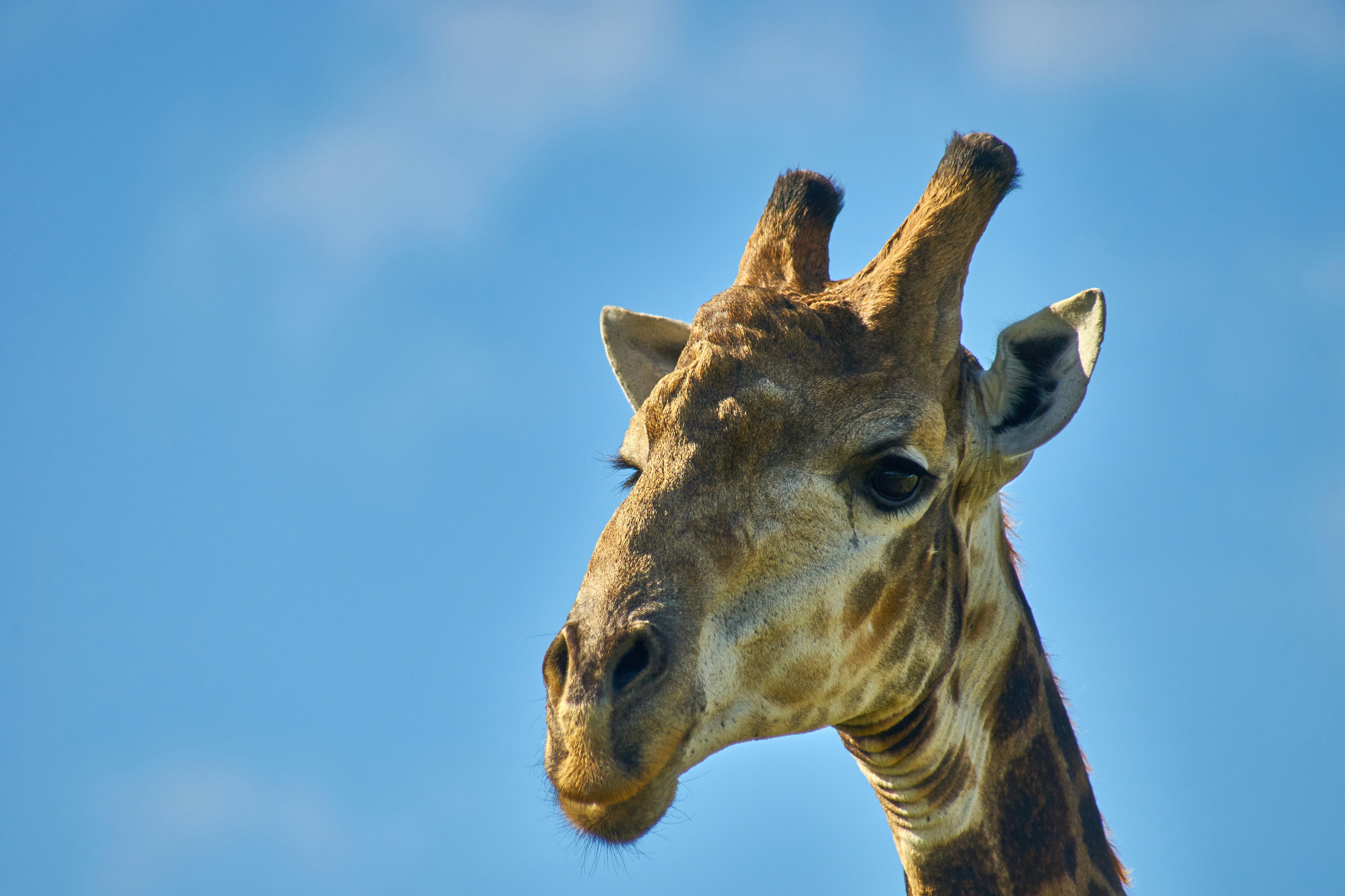 Photo by wolfgang_hasselmann