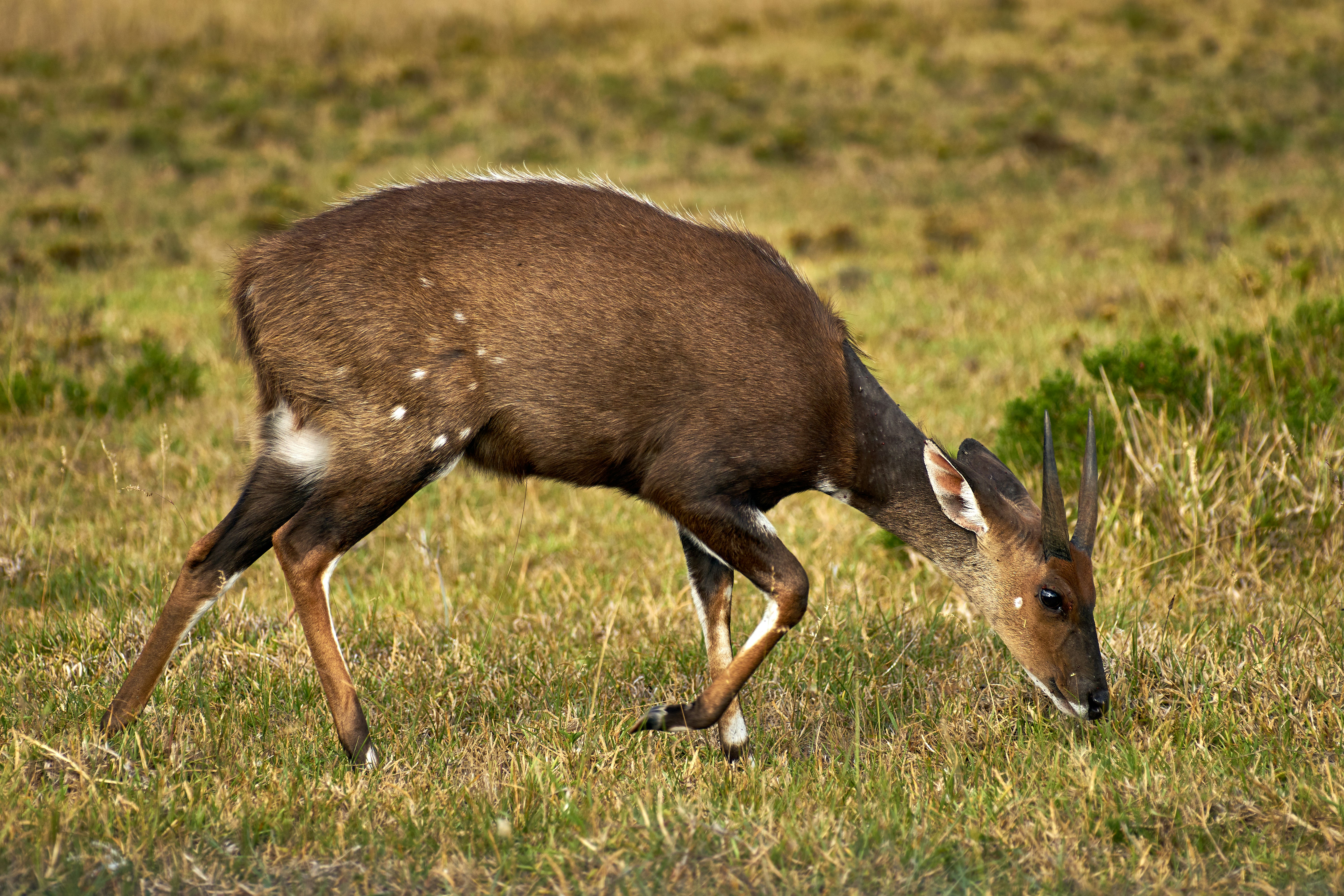 Photo by wolfgang_hasselmann