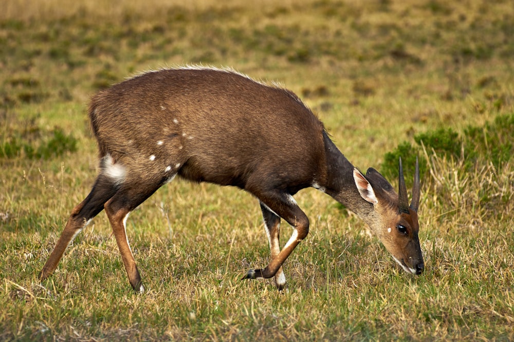 brown deer about to eat grass during day