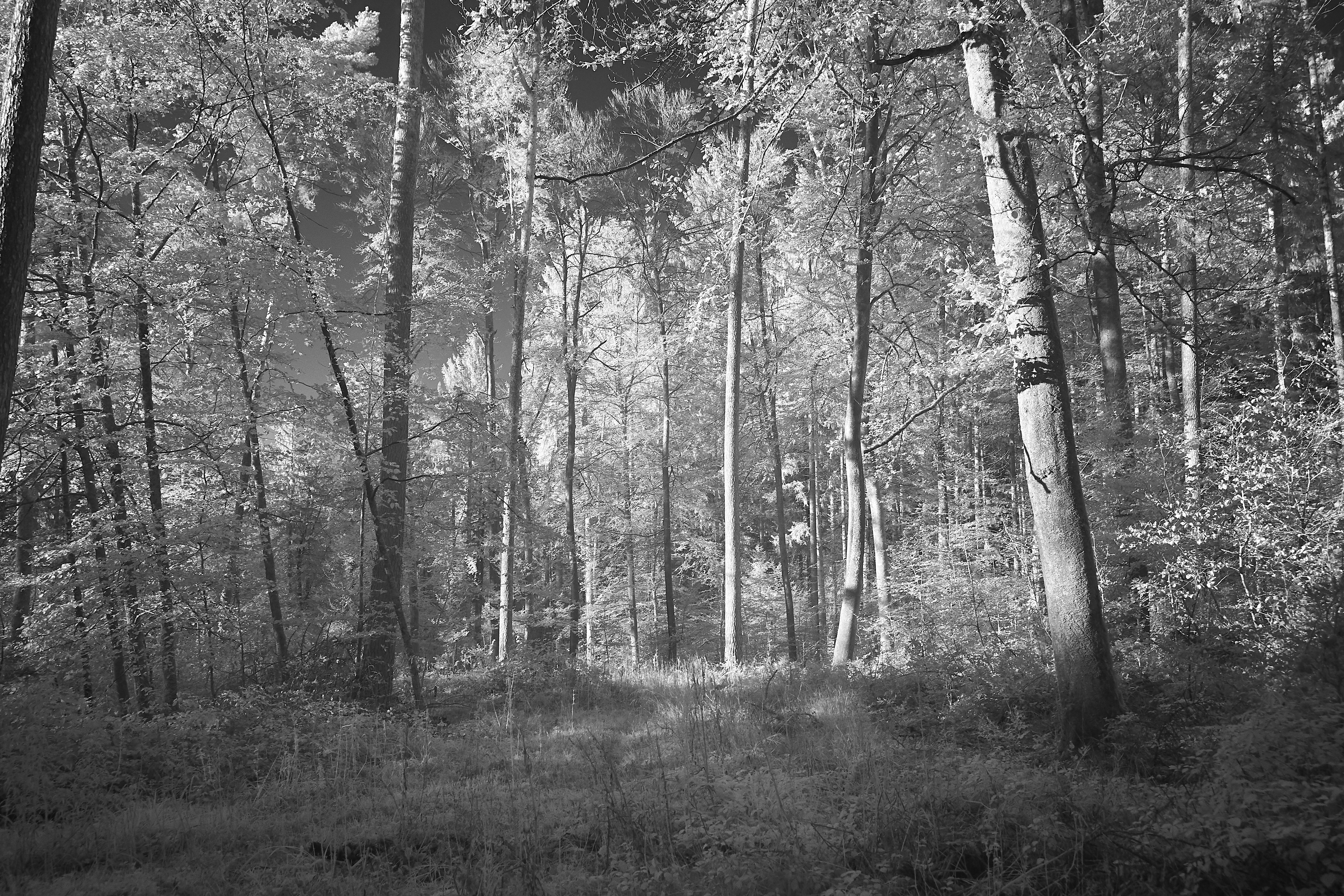 Grey Forest Pictures Download Free Images on Unsplash