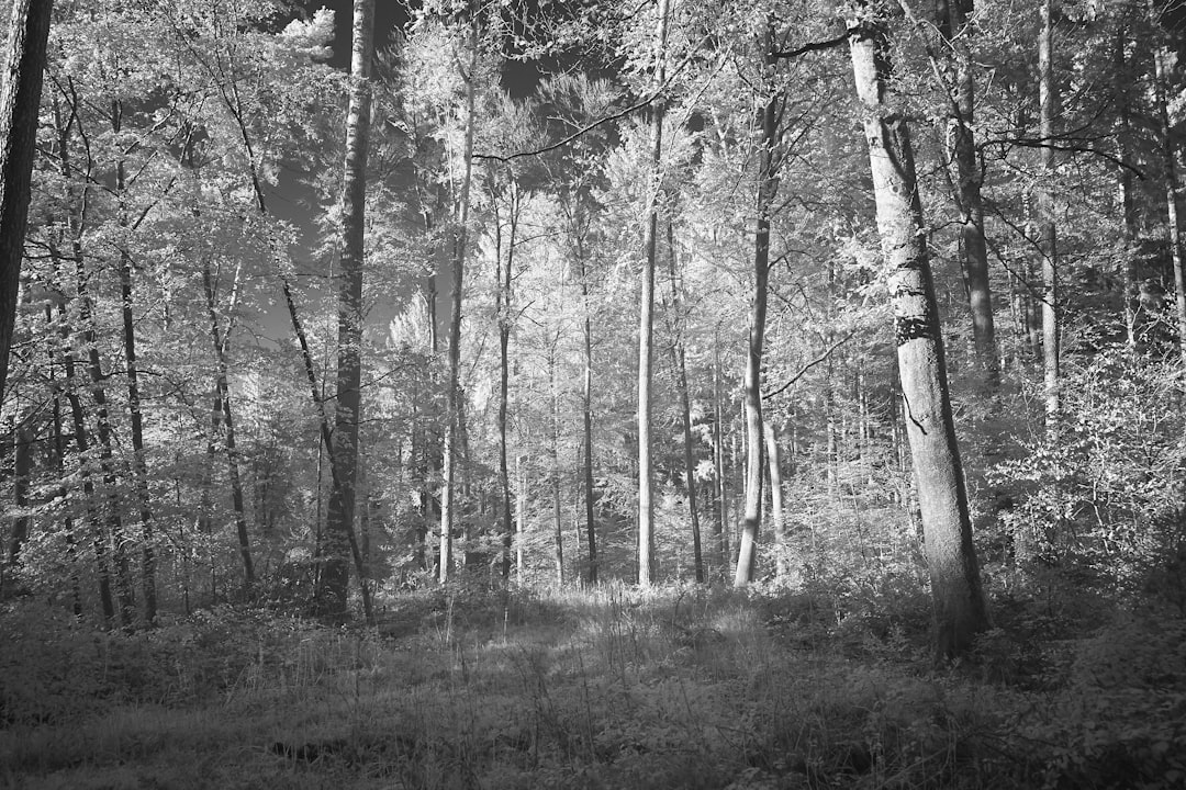 greyscale photo of trees