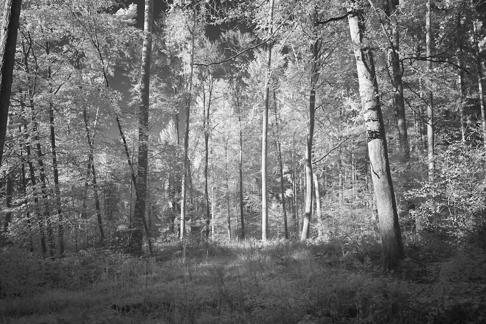 greyscale photo of trees
