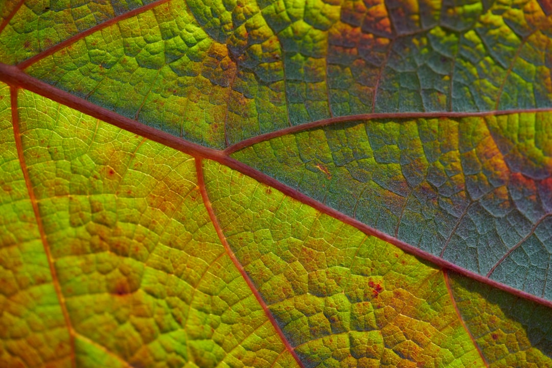 green leaf