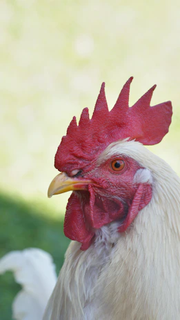 Close-up of a Bulik gamefowl with sharp, attentive eyes and sleek white-gray plumage accented by subtle reddish tones.