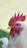 Close-up of a serene white Kelso gamefowl standing tall with alert, composed eyes.