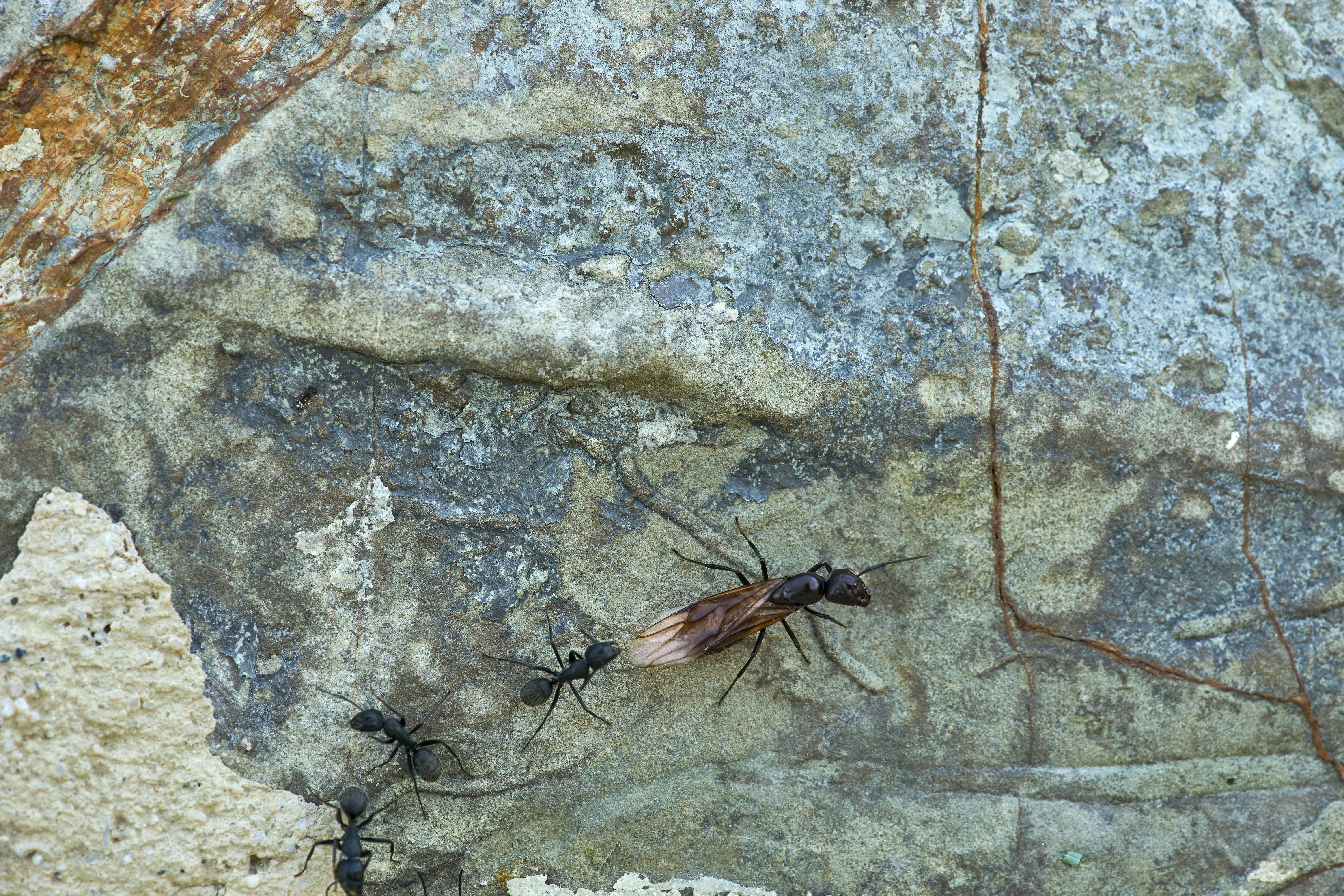 brown ant walking on boulder