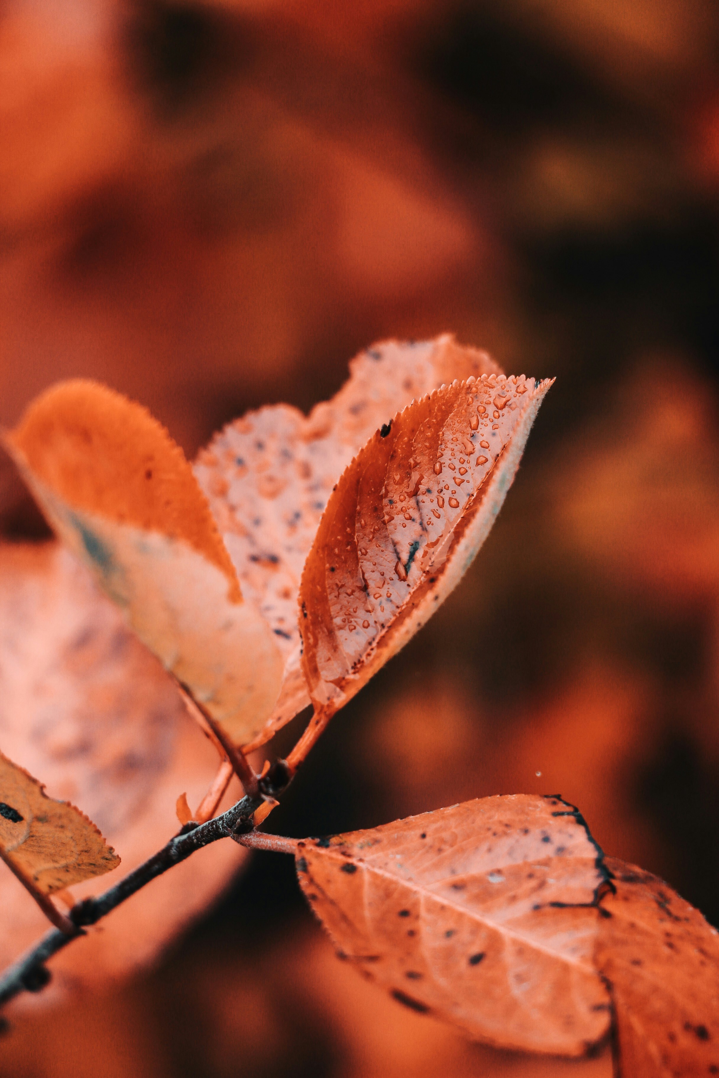 Photo by thatgirlalina