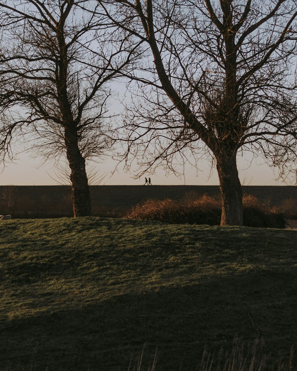 bare trees during daytime