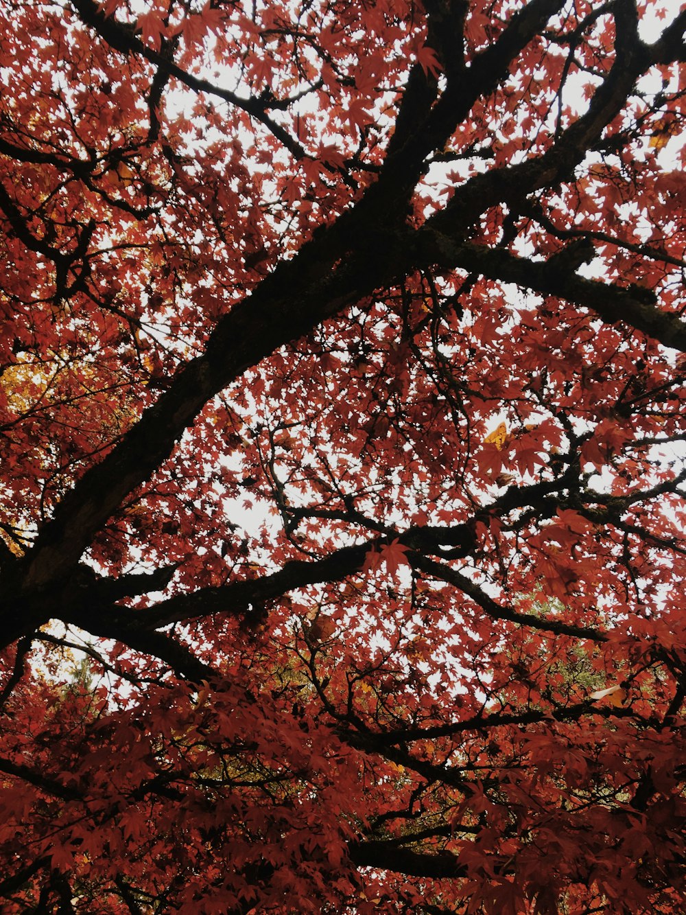 brown tree during daytime