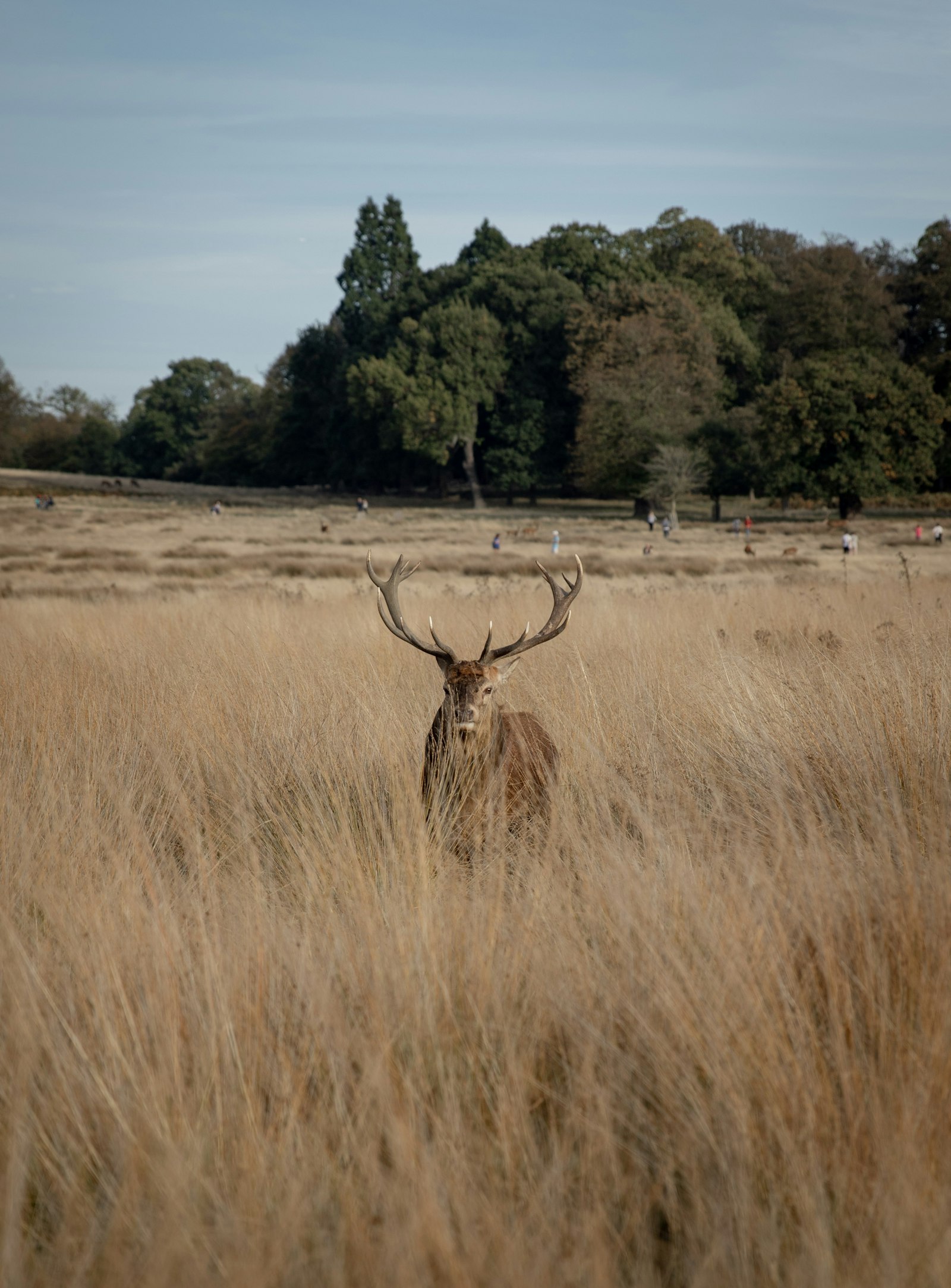 Canon EOS 7D Mark II + Canon EF 24-70mm F2.8L II USM sample photo. Photography of brown deer photography