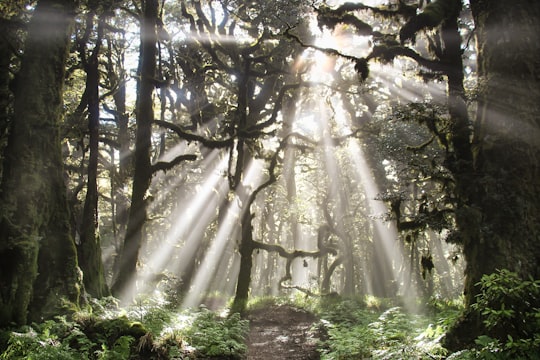 forest during day in Lake Waikaremoana New Zealand