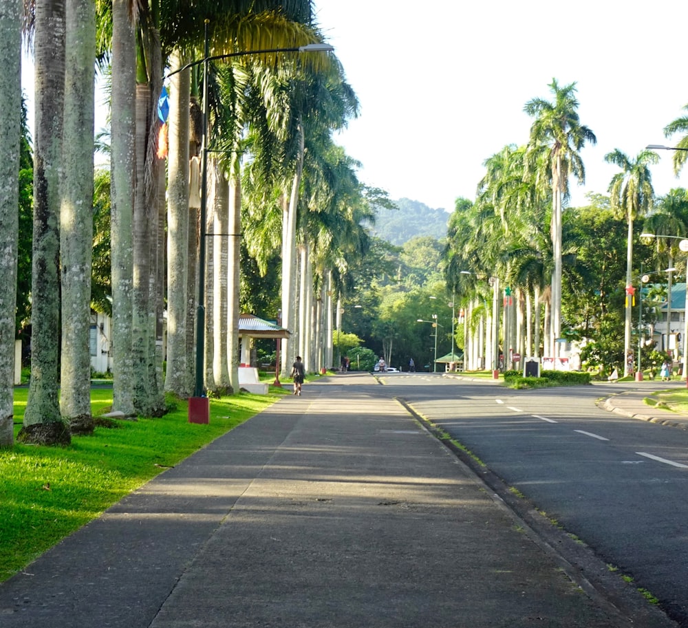 road between green trees during daytime