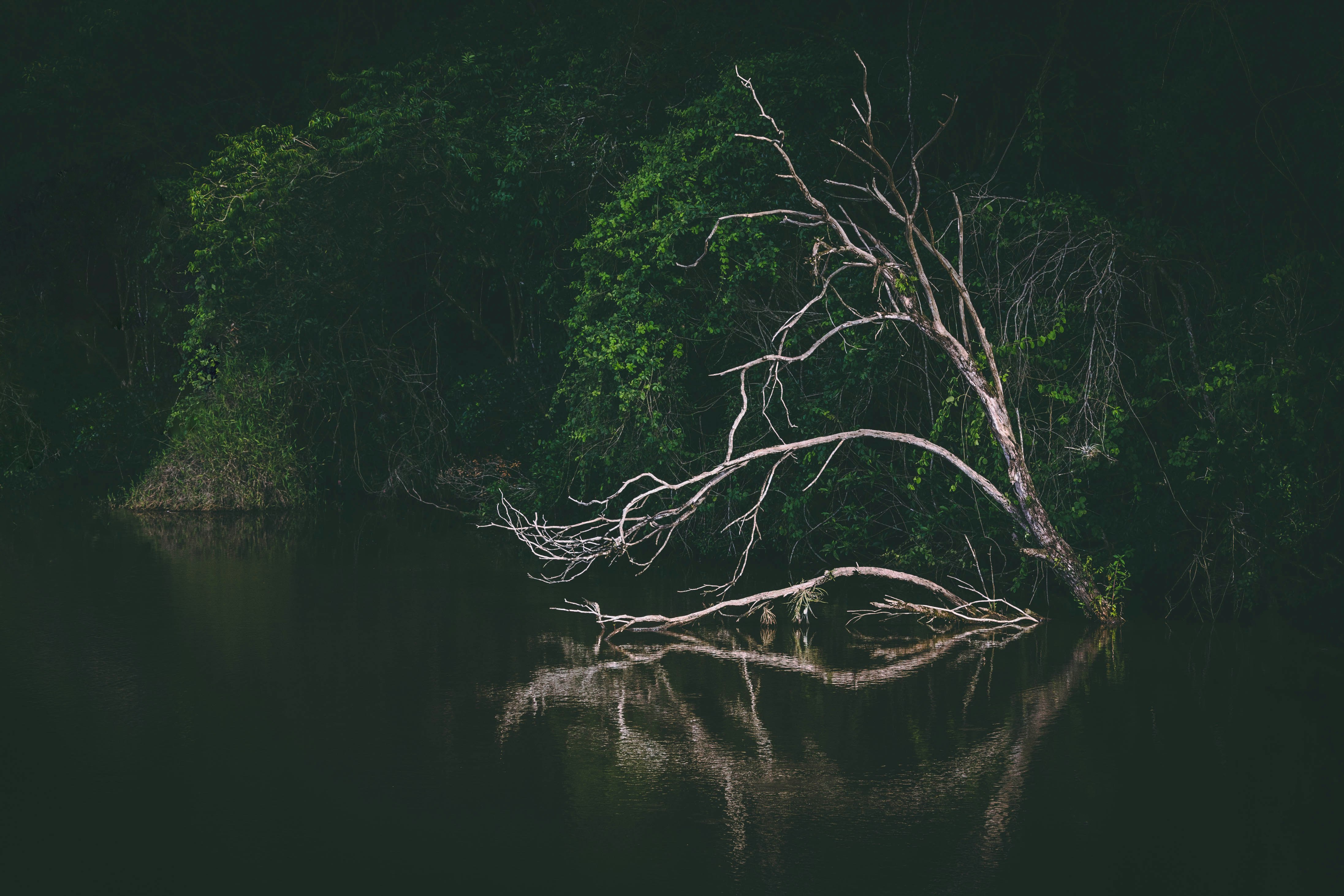 green-leafed trees