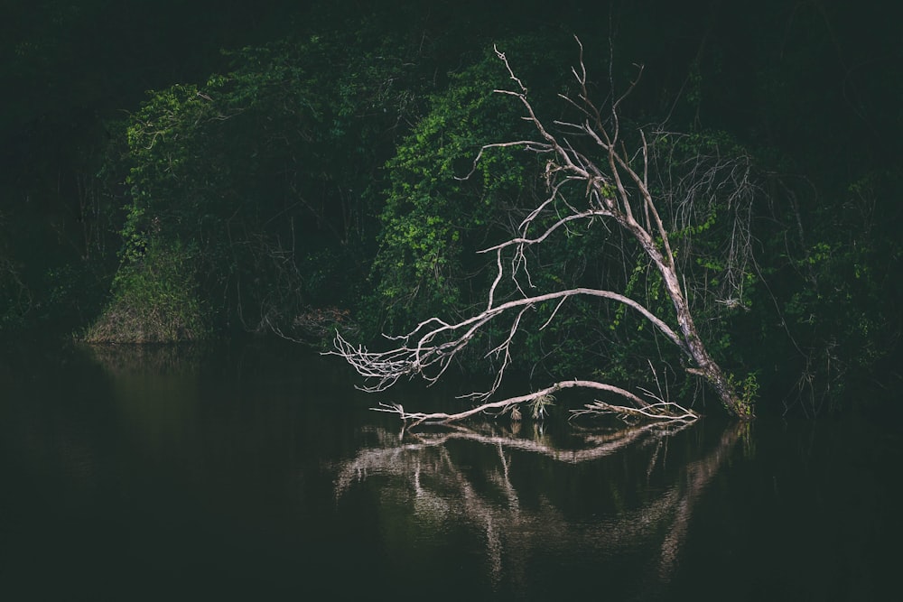 green-leafed trees