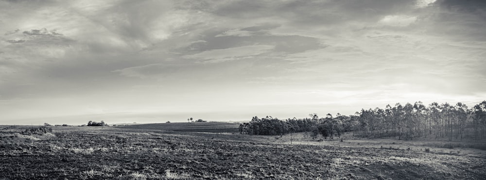 grayscale photo of trees under cloudy sky