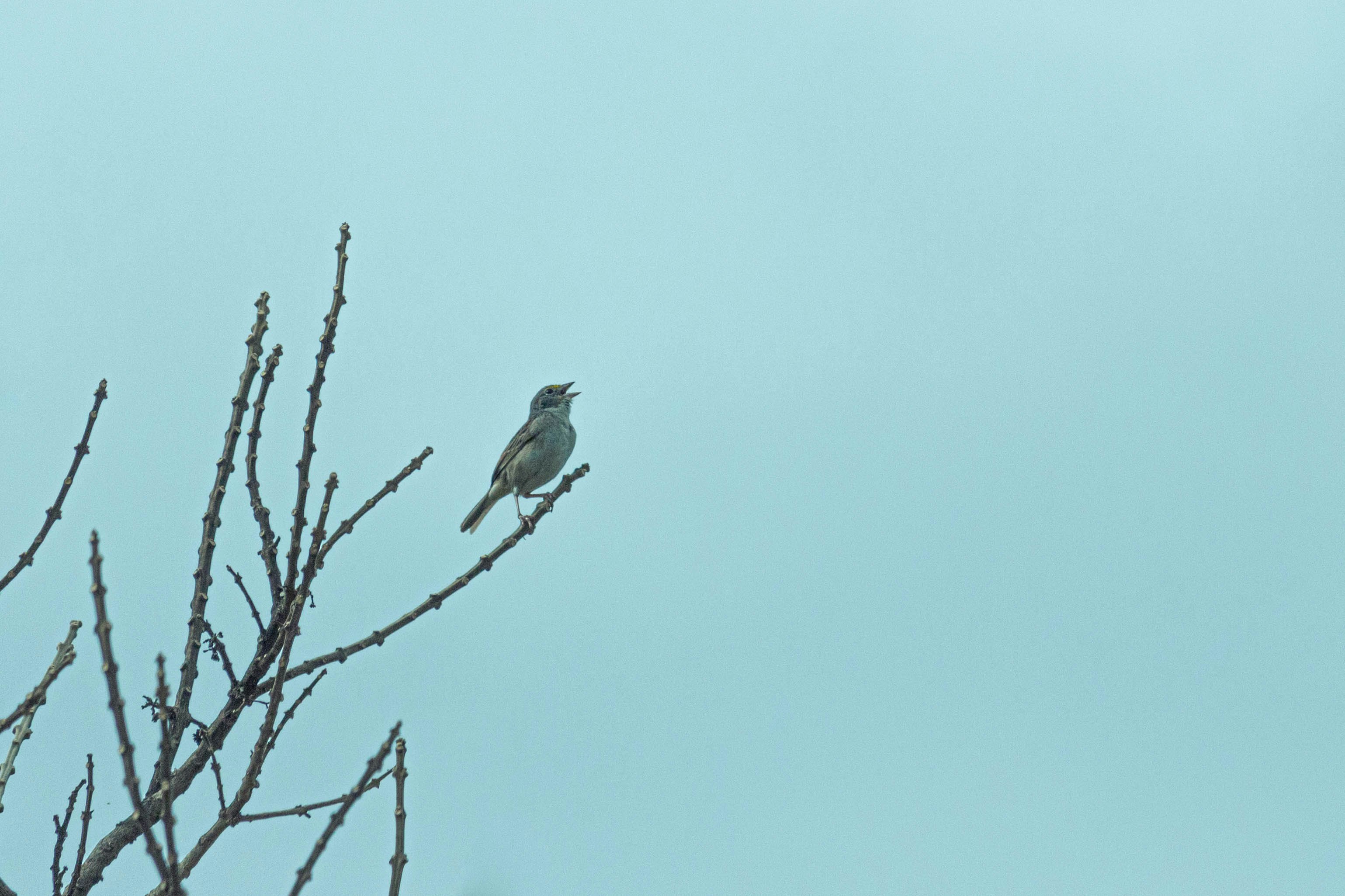 bird on tree