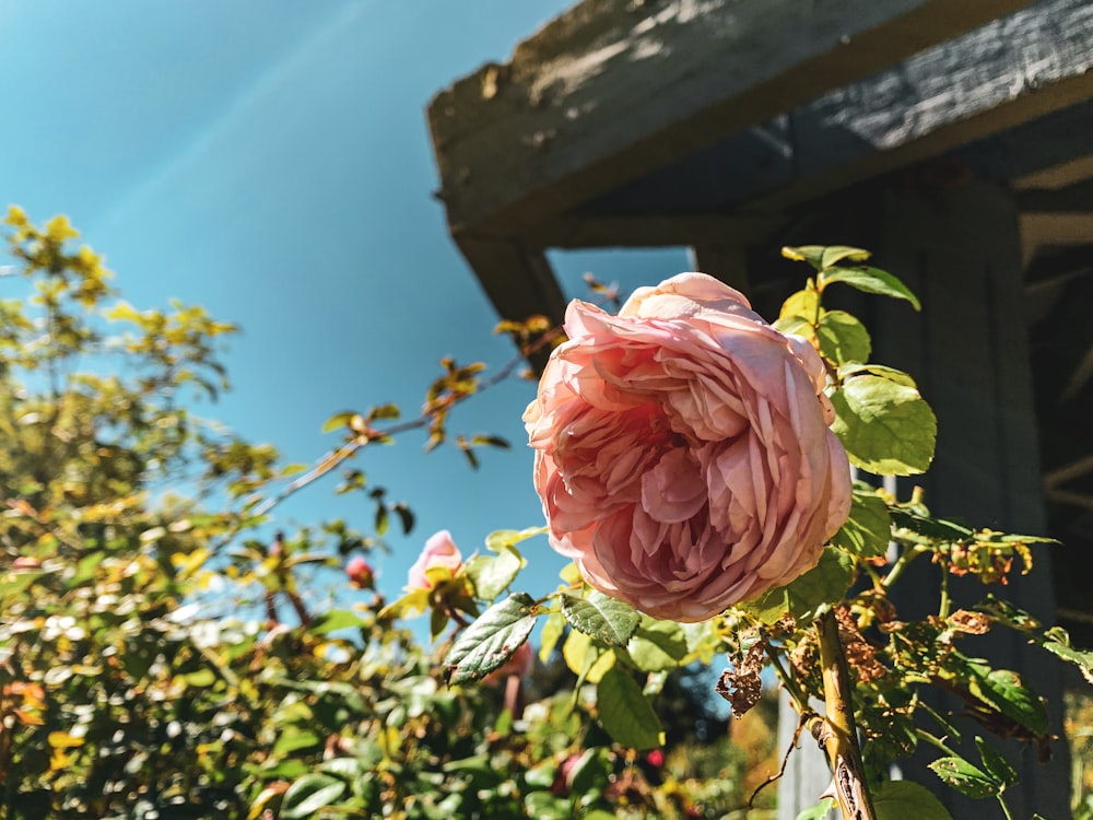 selective focus photography of pink-petaled flower