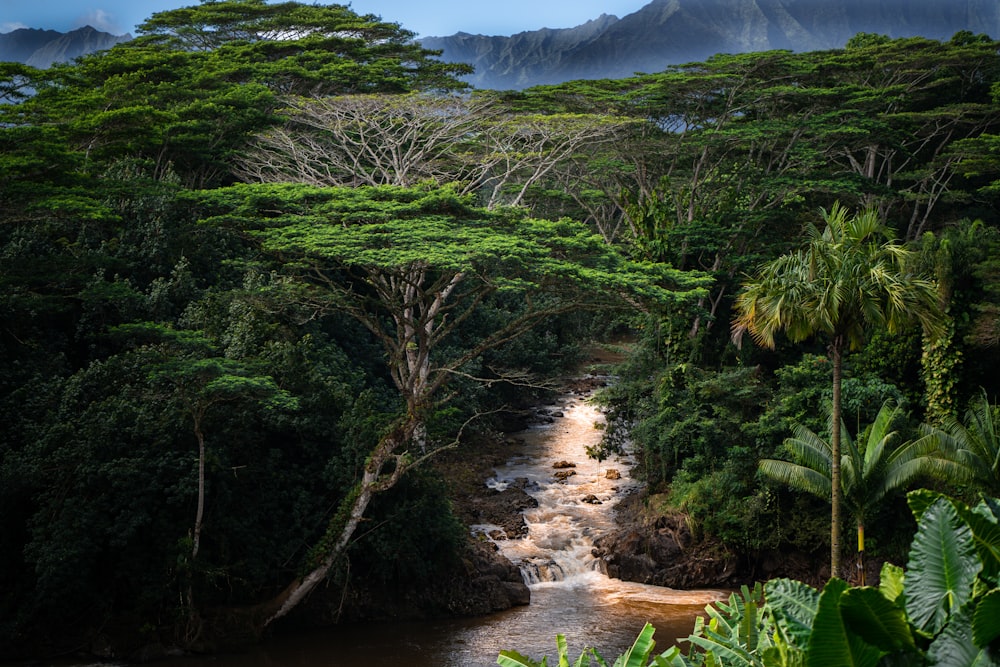 river in forest