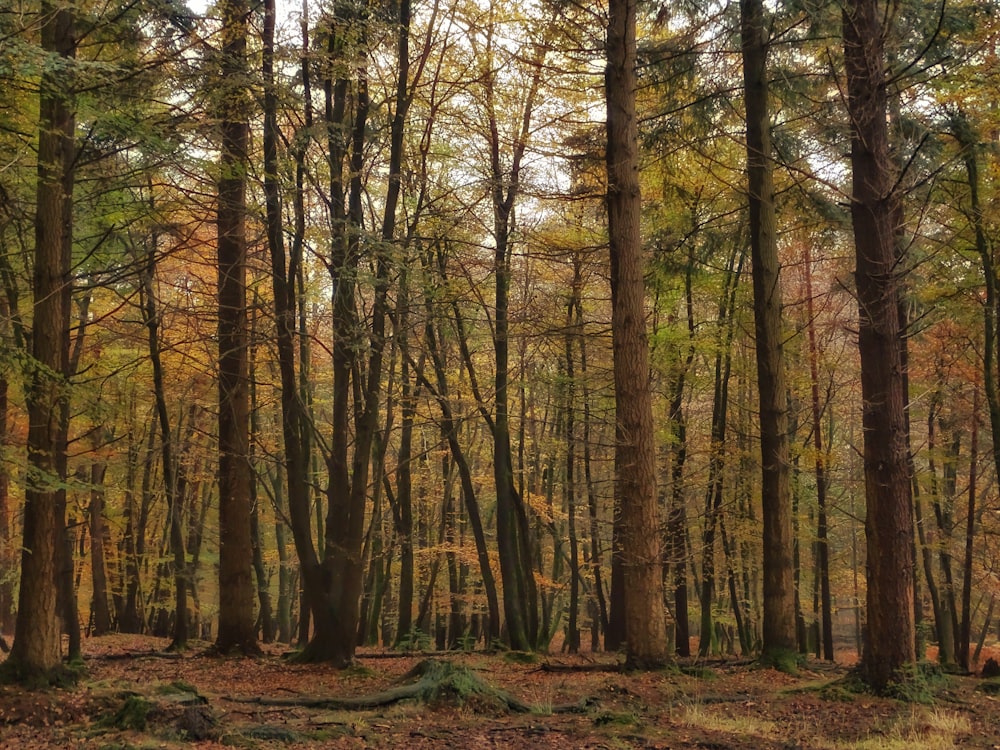 fogliame degli alberi della foresta a foglia verde durante il giorno