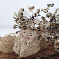 Botanical casts showing intricate leaf and flower imprints in soft pastel tones